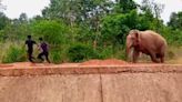 Wild elephants teased in Bengal to provoke a chase for YouTube views