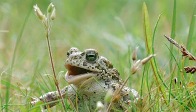 Hundreds of endangered natterjack toads released into wild in dunes at Inch, Co Kerry