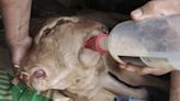 Insólito parto en una explotación ganadera de Zamora: un ternero bicéfalo, con dos bocas y cuatro ojos