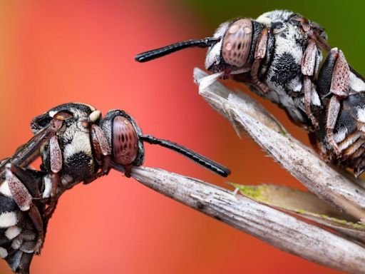Pair of Resting Cuckoo Bees Wins the Royal Entomological Society’s Insect Photo Competition