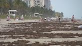 FAU secures $1.3 million grant to clean up sargassum in Florida