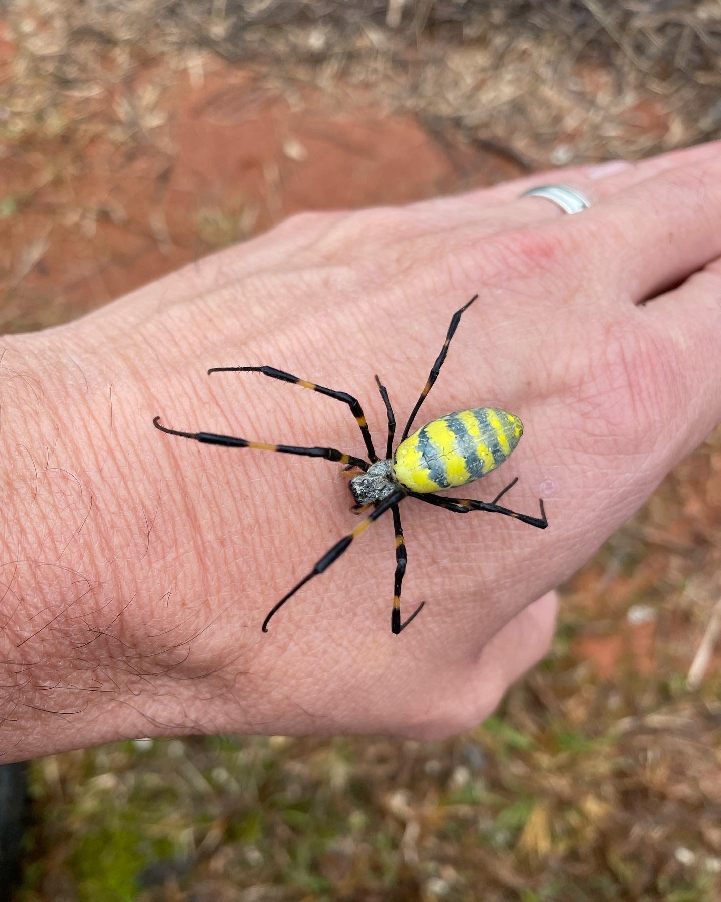 Invasive Joro spider creeping closer to NJ with verified sighting in Bucks County, PA