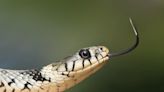 Passengers discover live snake on an AirAsia flight in Thailand