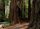 Henry Cowell Redwoods State Park