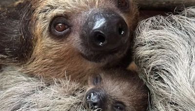 Baby sloth given Euro 2024 inspired name ahead of England v Spain final