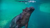 Cincinnati Zookeepers Show How They Keep the Hippos Happy When the Temperature Drops