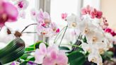 These 17 Indoor Flowering Plants Will Fill Your Home with Colorful Blooms