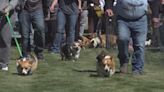 Pine Bluffs Distilling and Cheyenne Animal Shelter’s 4th Annual Corgi Derby