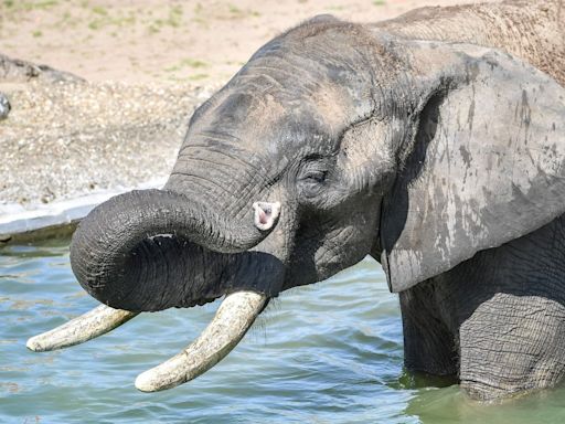 Male elephants use deep rumbles to signal when it is time to go