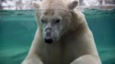 Baffin the polar bear dies by drowning after 'rough play' at Canada zoo