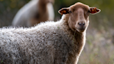 Moment Rescue Sheep Is Welcomed by Herd to New Sanctuary Is Perfect
