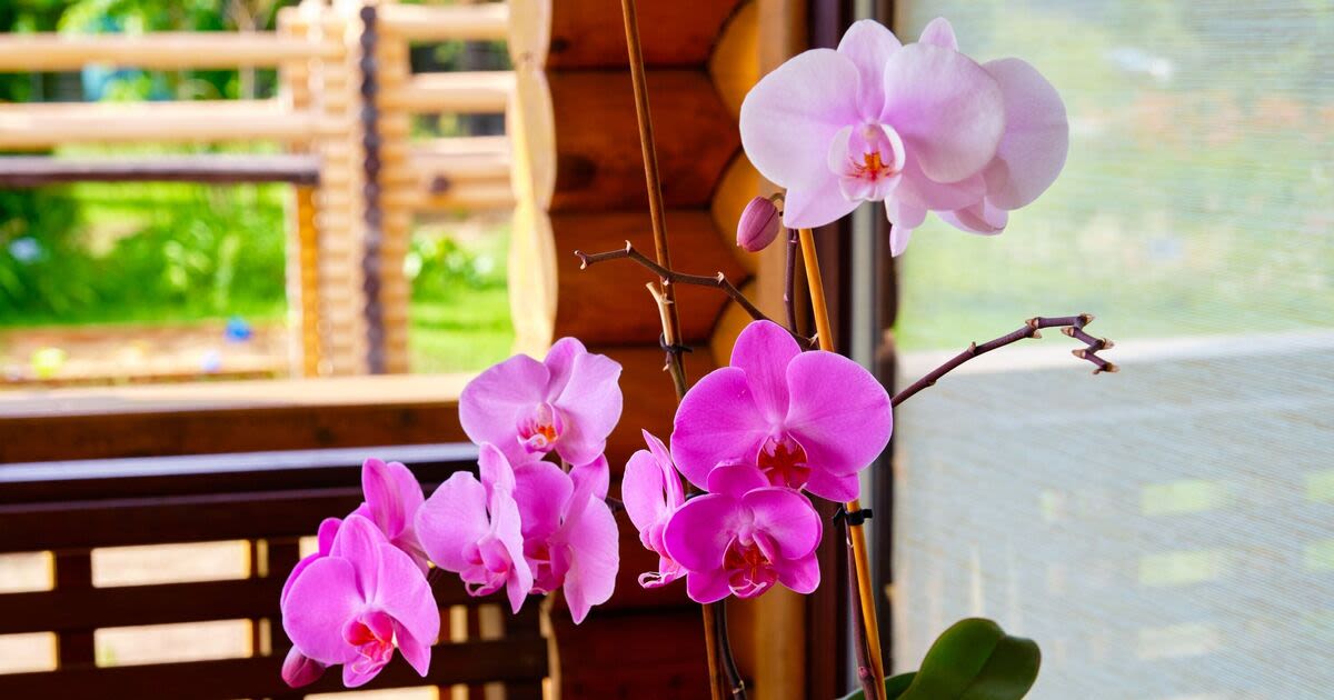 Orchids flourish with huge flowers when using the water from one kitchen item