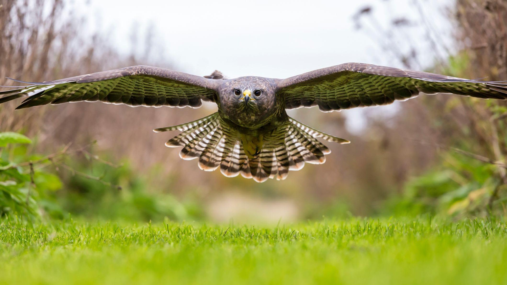 Runner clawed by swooping buzzard in Mourne Mountains