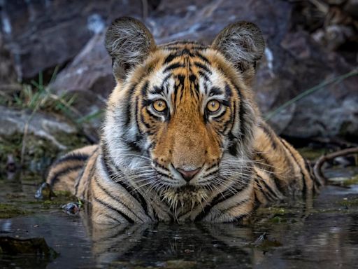 Save The Tiger: A Dream Of Photographer & Conservationist Priyanka Agarwal