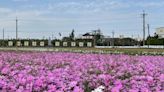 雲林莿桐休耕稻田成十大花海美景 五色波斯菊繽紛綻放