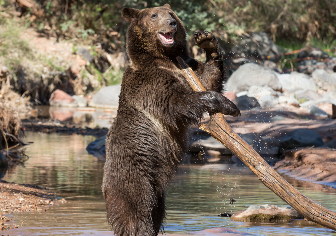 Grizzly Bears in Alaska ‘Waving’ to Say Hello Have People in Awe