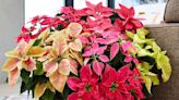 8 Must-Know Tips for Watering Poinsettias So They Last All Season