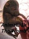 Animals in the Womb