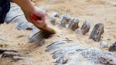 Las lluvias en Brasil dejan expuesto el fósil de uno de los dinosaurios más antiguos - Diario Hoy En la noticia