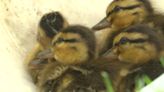 Ducklings rescued from storm drain near Memorial Hospital