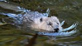 Calls for the UK to officially set beavers free