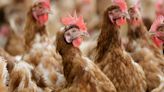 Post Holdings Reports Bird Flu Among Third-Party Poultry Flocks