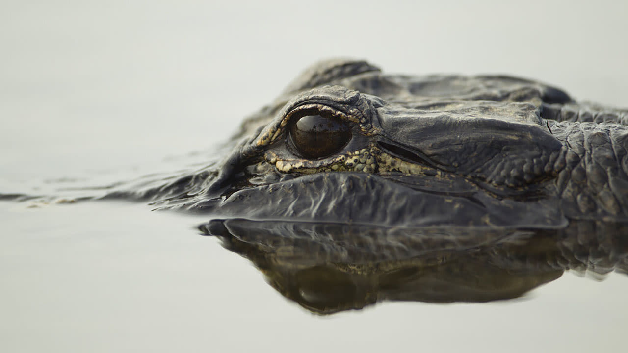 ‘Exercise caution:’ Alligator reportedly spotted at Beavercreek park