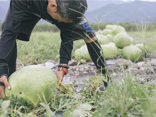 花蓮人怒了！欺負西瓜瓜農 盤商收購價竟直接砍半 - 生活