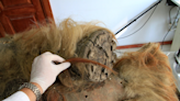 3D DNA Preserved for 52,000 Years in Freeze-Dried Woolly Mammoth Remains