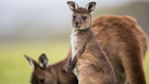 Video of Kangaroo Joey Coming Out Mama’s Pouch First Thing in the Morning Is Irresistible