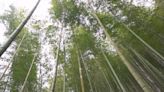雲林石壁竹創森園區 獲認證為「世界竹地標」