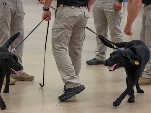 Every (explosive-sniffing) dog has their (graduation) day