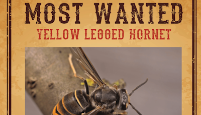 Georgia’s Most Wanted: the Yellow-Legged Hornet and how you can help