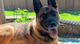 Multnomah County Sheriff’s Office mourns loss of police dog