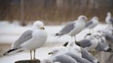 Seagulls are moving more into urban areas — risking an outbreak of bird flu