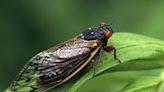 Billions of Cicadas Are Coming: Are You Ready? What to Know About 2024’s Cicada Season