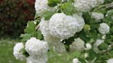 18 Best Fast-Growing Shrubs That Quickly Transform Your Yard