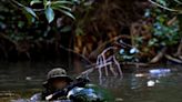 With eyes on China, US special operators are back to battling the jungle