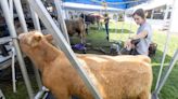 Meat, pork from Stark County Fair animal sales winds up back in community via donations