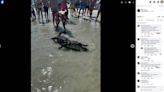 Alligator carcass washes onto Hilton Head Island beach. How it got there is a ‘mystery’