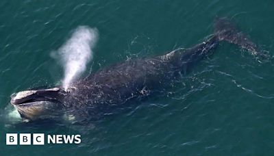 Donegal whale: North Atlantic right whale seen near Sliabh Liag