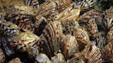 Alberta tightens defenses against invasive mussels with hefty fines