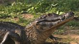 Caimans are at the new Daytona aquarium: How do they differ from alligators and crocodiles?