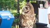 Federal government officially identifies spotted owl habitat near Hope