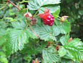 Rubus spectabilis