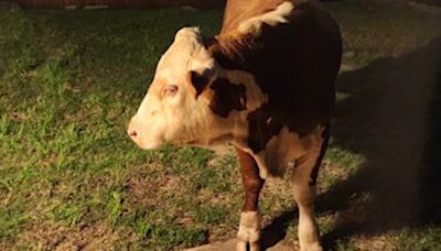 Young bull breaks out in search of bananas at neighbor’s house