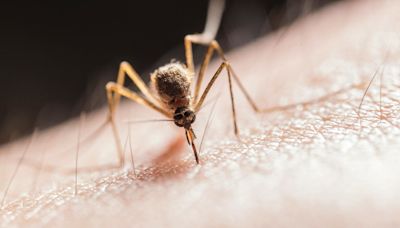 A una mujer se le cae el pelo, se le desprende la piel y se queda sin uñas por una posible picadura de un mosquito tigre