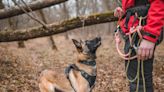 Unleashing the Secrets of Search and Rescue (SAR) Dog Training