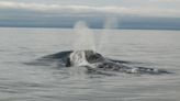 ‘Rarest of whales’ spotted near Point Reyes