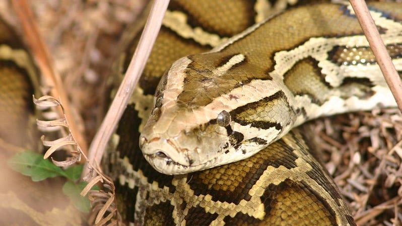 Python Q&A: Are these invasive snakes starting to slither more northward in Florida?